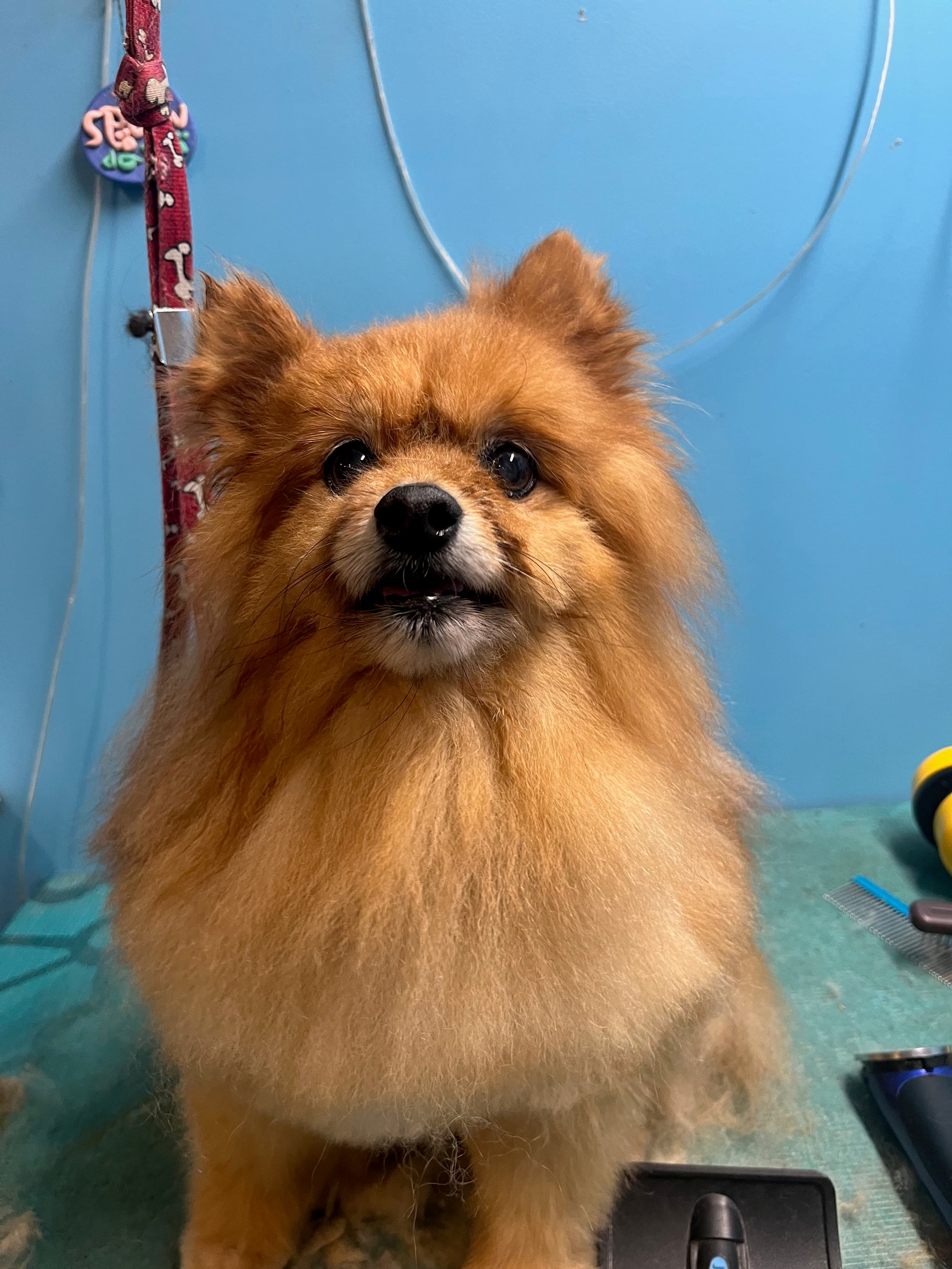 JJ, the fluffy Pomeranian inspiring Golden Paws